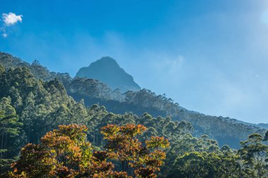 Büyük Adem Tepesi (Sri Pada), okaliptüs ormanları ile birlikte akşamları eteklerinde. Dalhousie köyünden görüntü, Sri Lanka.
