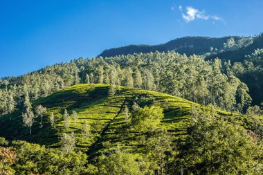 Tepe yamacındaki çay çiftliği. Sri Lanka Dağı.