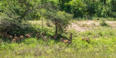 Sri Lanka eksenli geyik sürüsü (Axis axis ceylonensis) veya Seylan benekli geyik sürüsü, ağaçların altında. Yala Ulusal Parkı Ormanı, Sri Lanka.
