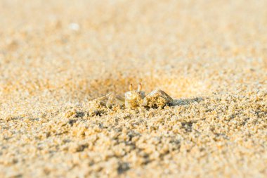 Kumsalda çukur kazan küçük sarı hayalet yengeci. Galle, Sri Lanka.