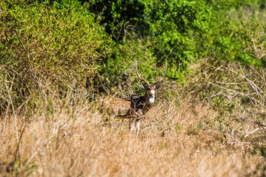 Uda Walawe Ulusal Parkı, Sri Lanka 'da Geyik (Eksen) görüldü.