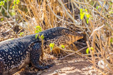 Büyük su kertenkelesi doğal ortamında. Sri Lanka Adası.