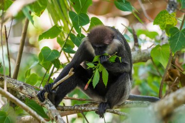 Mor yüzlü langur yemi..