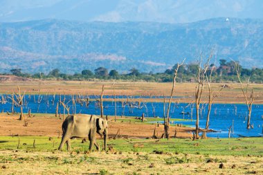 Yalnız Asya fili Udawalawe natinal parkında yürüyor.
