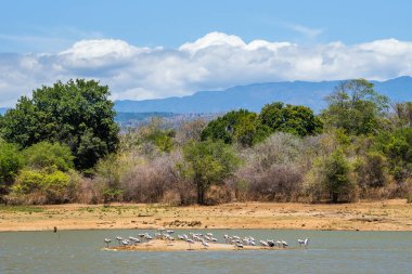 Nehir kıyısında boyalı leylek sürüsü (Mycteria leucocephala) ile sonbahar manzarası. Udawalawe Ulusal Parkı, Sri Lanka.