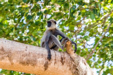 Büyük bir ağaç dalında oturan Tufted Gray Langur ya da Madras gri langur (Semnopithecus priam). Uda Walawe Ulusal Parkı, Sri Lanka.