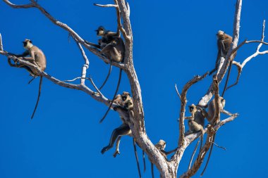 Bir grup Tufted Gray Langurs (Semnopithecus priam) mavi gökyüzüne karşı kurumuş ölü bir ağaçta oturuyorlar. Uda Walawe Ulusal Parkı, Sri Lanka.