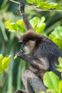 Mor yüzlü langur yemi..