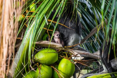 Uzaktan kumandalı bebek maymun. Sri Lanka 'daki doğal yaşam alanında mor yüzlü langurlar..