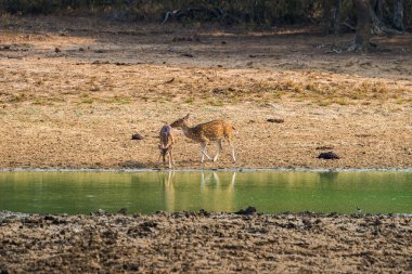 Bir çift Sri Lanka ekseni geyiği (Axis axis ceylonensis) veya Seylan benekli geyikleri Yala ulusal parkındaki su birikintisinde, Sri Lanka.