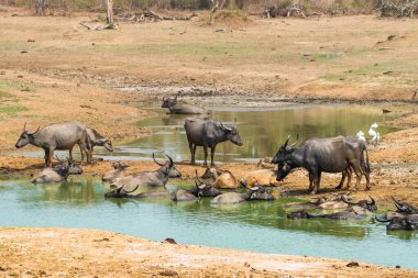 Bir grup vahşi Asya bufalosu (Bubalus arnee) Yala Ulusal Parkı, Sri Lanka 'daki su birikintisinde.