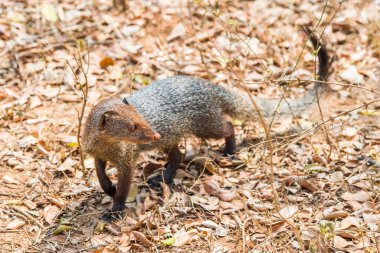 Ruddy Mongoose (Herpestes smithii), Yala Ulusal Parkı, Sri Lanka.