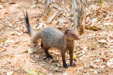 Ruddy Mongoose (Herpestes smithii), Yala Ulusal Parkı, Sri Lanka.