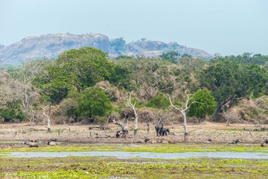 Güneşli bir günde, Yala Ulusal Parkı 'ndaki ormandaki filler..