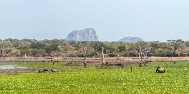 Yala Ulusal Parkı 'ndaki panoramik bataklık manzarası. Büyük bataklık, orman ormanı ve ufukta fil kayası..