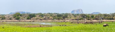 Yala Ulusal Parkı 'ndaki panoramik bataklık manzarası. Büyük bataklık, orman ormanı ve ufukta fil kayası..