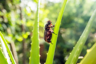 Hindistan cevizi gergedanı böceği ya da Asya gergedan böceği (Oryctes gergedanı), Asya 'da Hindistan cevizi palmiyesinin çok tehlikeli bir böceği..