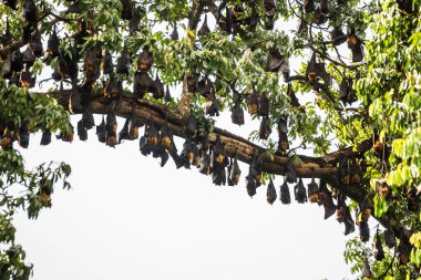 Hintli Uçan Tilkiler (Pteropus giganteus) ağaçta asılı