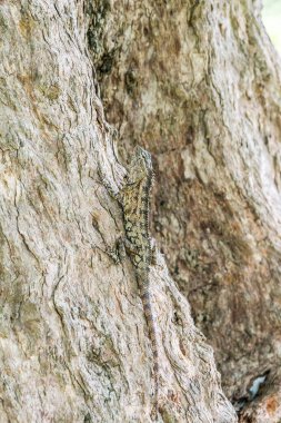 Doğal ortamında taklitçi bir hayvan. Bir ağaç gövdesinde oturan yaygın bahçe kertenkelesi (Kalotes versicolor).