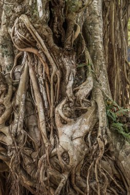 Banyan ağaç gövdesi ve kökleri