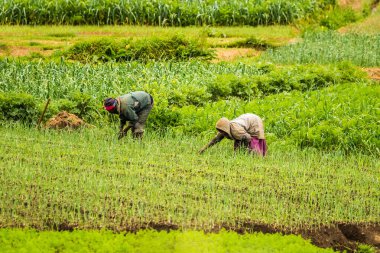 NUWARA ELIA, SRI LANKA - 15 Ekim 2016: Sebze bahçesinde çalışan tanımlanamayan kişiler.