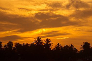 Gün batımında hindistan cevizi palmiye ağaçlarının silueti