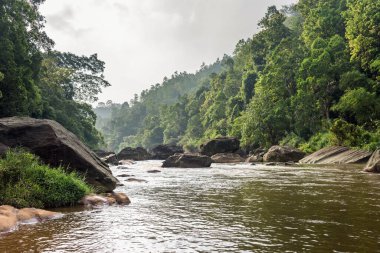 Sri Lanka 'daki küçük orman nehrinin sabah manzarası