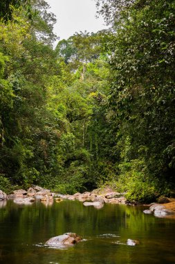 Sinharaja yağmur ormanlarındaki nehir.