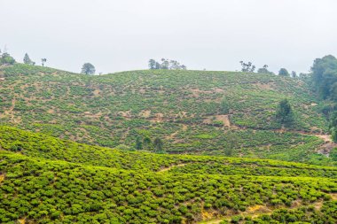 Bulutlu bir günde Sri Lanka 'da çay tarlası