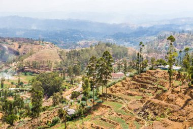 Sri Lanka tepeleri. Nuwara Elia ve Kandy arasındaki dağlarda sebze bahçeleri.
