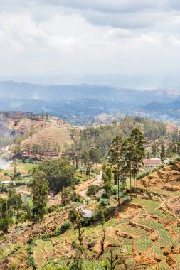 Sri Lanka tepeleri. Nuwara Elia ve Kandy arasındaki dağlarda sebze bahçeleri.