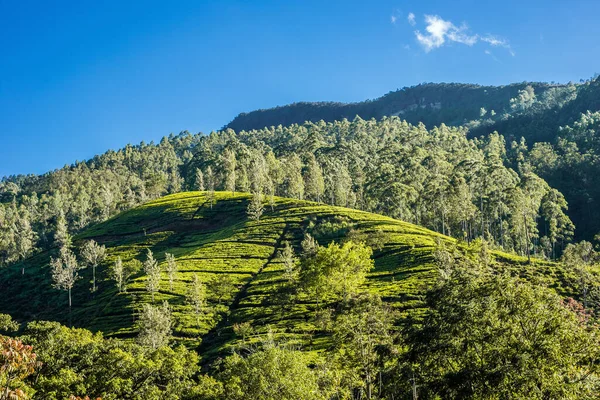Plantação Chá Uma Encosta Colina Montanha Sri Lanka — Fotografia de Stock