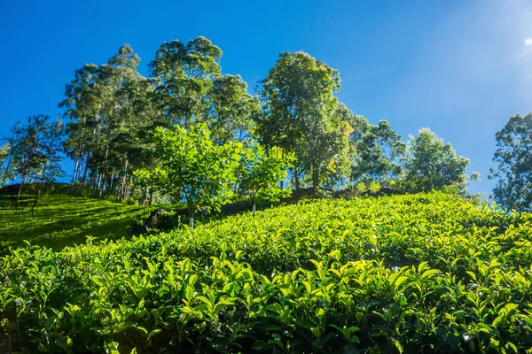 Sri Lanka Dağlarında Çay Bitkileri Çay Çiftliği — Stok fotoğraf