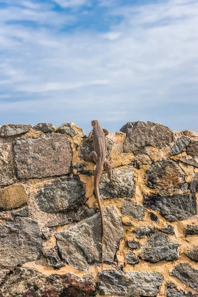 Monitor Terrestre Varanus Bengalensis Subindo Parede Galle Fort Sri Lanka — Fotografia de Stock