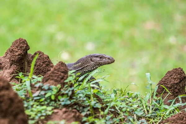 Yer Zleyici Varanus Bengalensis — Stok fotoğraf