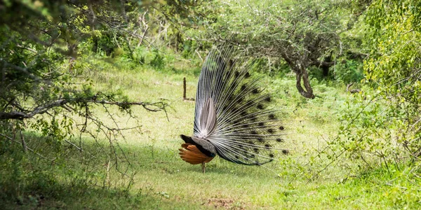 공작은 아름다운 깃털을 합니다 스리랑카의 — 스톡 사진