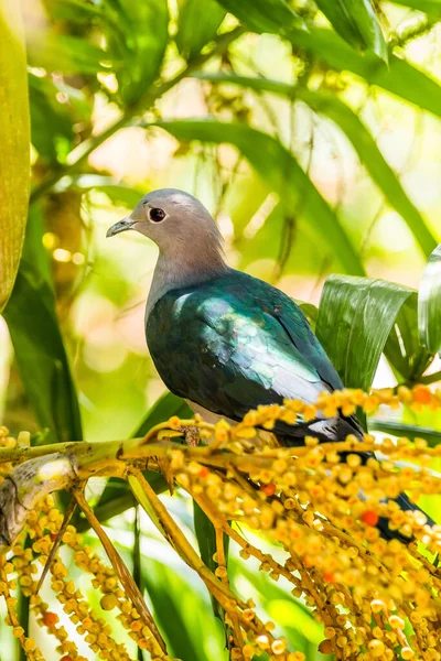 Pigeon Impérial Vert Ducula Aenea Assis Sur Palmier — Photo