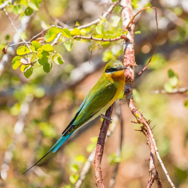 Blauschwanzbienenfresser Merops Philippinus Hockt Auf Einem Ast Lichten Frühlingswald — Stockfoto