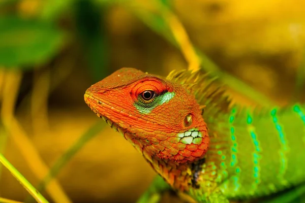 Retrato Lagarto Floresta Verde Comum Calotes Calotes — Fotografia de Stock