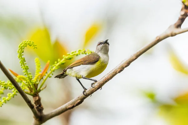 Sunbird Nectarinia Zeylonica Femelle Roussâtre Perché Sur Une Petite Branche — Photo