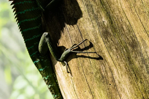 Vista Próxima Uma Pata Lagarto Floresta Verde Comum Com Garras — Fotografia de Stock