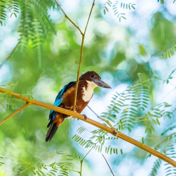 Белогорлый Kingfisher Halcyon Smyrnensis Fusca Сидит Дереве Акации — стоковое фото