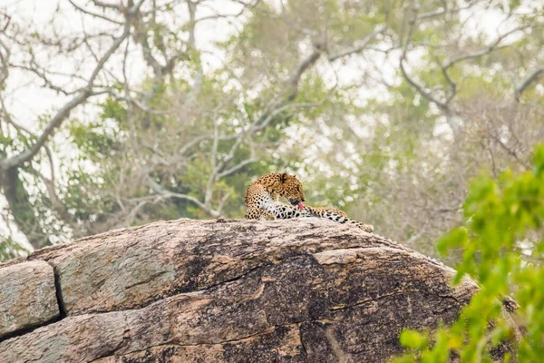 Sri Lanka Leoparı Panthera Pardus Kotiya Kendini Yalıyor Yala Milli — Stok fotoğraf