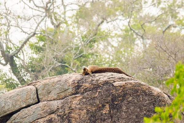 스리랑카 Panthera Pardus Kotiya 바위에 스리랑카의 — 스톡 사진