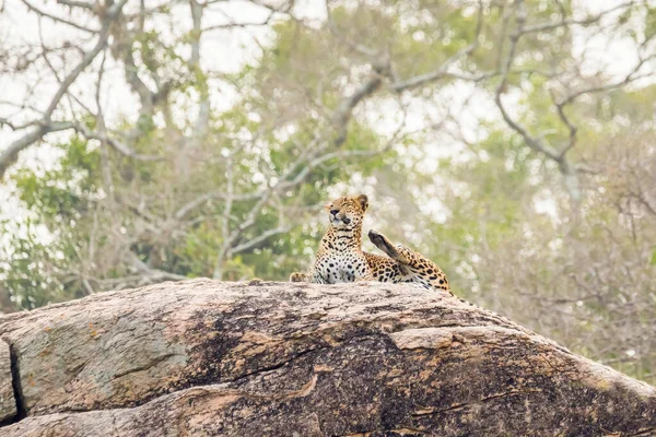 Sri Lankas Leopard Panthera Pardus Kotiya Liggande Klippa Yala National — Stockfoto