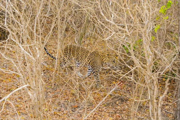 Mimetisches Tier Seinem Natürlichen Lebensraum Sri Lankischer Leopard Panthera Pardus — Stockfoto