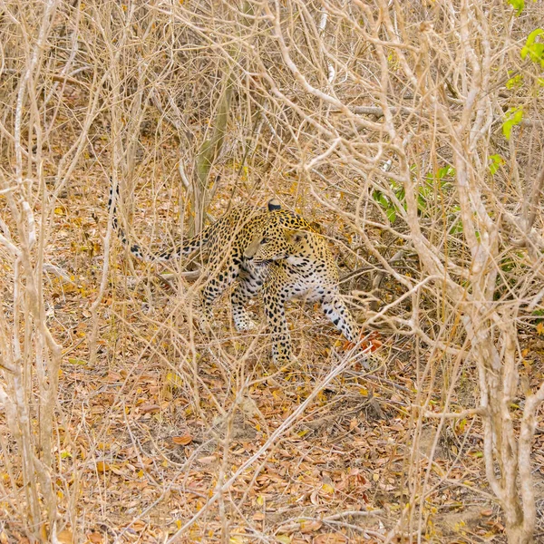 自然の生息地での模倣動物 乾季の干ばつジャングルのスリランカヒョウ Panthera Pardus Kotiya スリランカのヤラ国立公園 — ストック写真