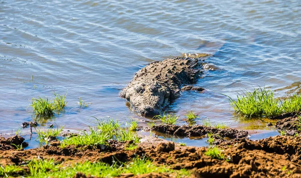 Krokodyl Złodziej Crocodylus Paluster Spoczywający Stawie Wodnym Parku Narodowym Udawalawe — Zdjęcie stockowe