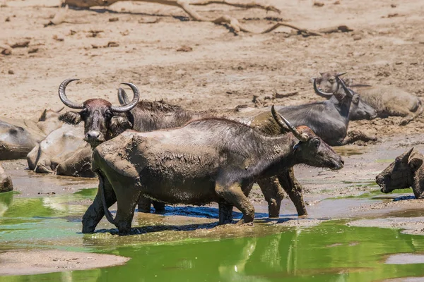 Uma Manada Búfalos Asiáticos Selvagens Bubalus Arnee Lagoa Água Parque — Fotografia de Stock