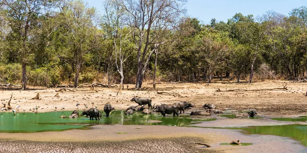 Su birikintisinde vahşi Asya bufalosu (Bubalus arnee) sürüsü olan yaz ormanı manzarası. Uda walawe Milli Parkı, Sri Lanka.